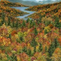 ttPANEL-CD4206 AUTUMN